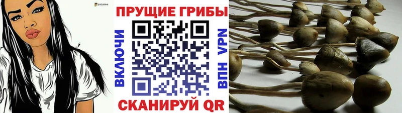 Псилоцибиновые грибы GOLDEN TEACHER Кемь